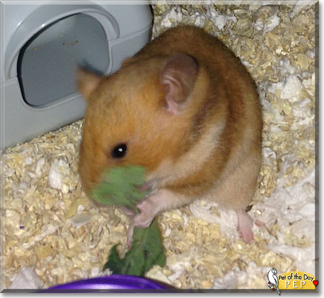Pep the Syrian Hamster, the Pet of the Day