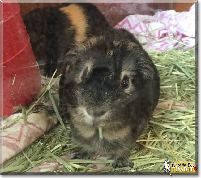Timbit the Guinea Pig, the Pet of the Day
