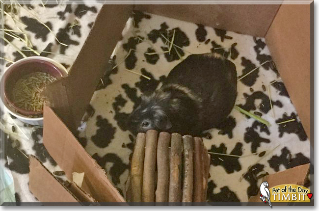 Timbit the Guinea Pig, the Pet of the Day