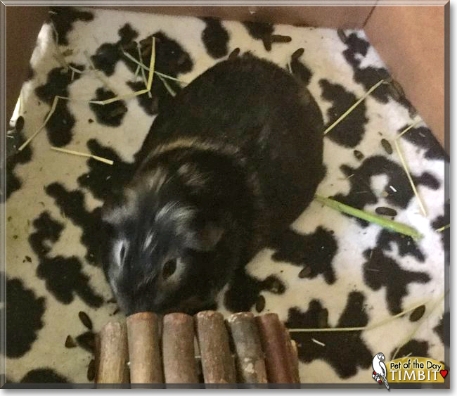 Timbit the Guinea Pig, the Pet of the Day