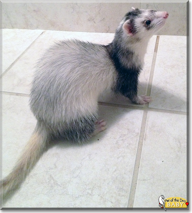 Rebellina (Baby) the Ferret, the Pet of the Day