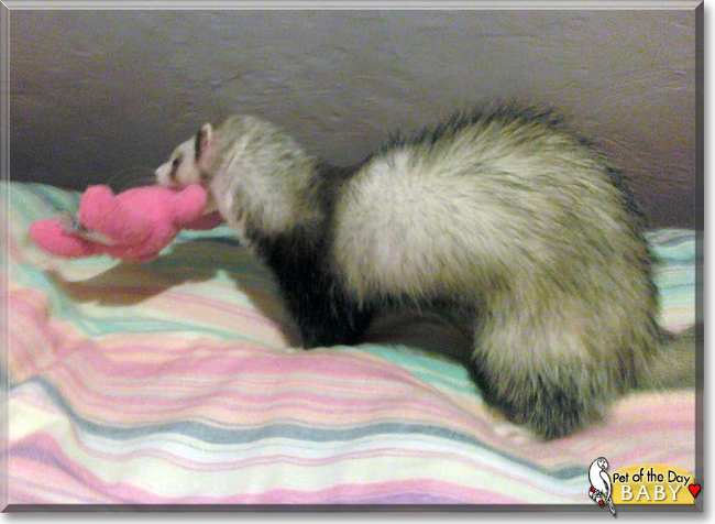 Rebellina (Baby) the Ferret, the Pet of the Day
