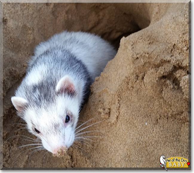Rebellina (Baby) the Ferret, the Pet of the Day