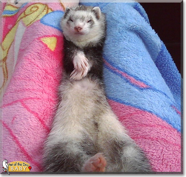 Rebellina (Baby) the Ferret, the Pet of the Day