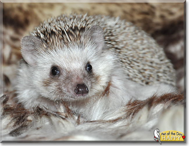 Happy the African Pigmy Hedgehog, the Pet of the Day
