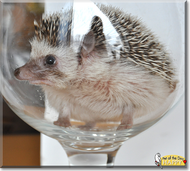 Happy the African Pigmy Hedgehog, the Pet of the Day