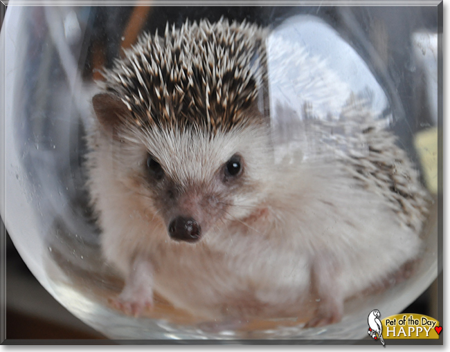 Happy the African Pigmy Hedgehog, the Pet of the Day