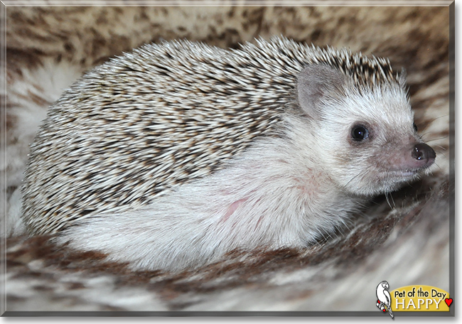 Happy the African Pigmy Hedgehog, the Pet of the Day