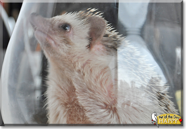 Happy the African Pigmy Hedgehog, the Pet of the Day