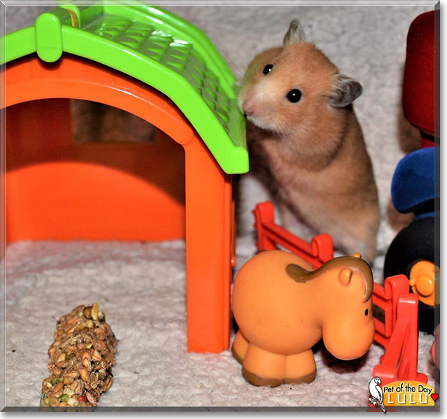 Lulu the Syrian Hamster, the Pet of the Day