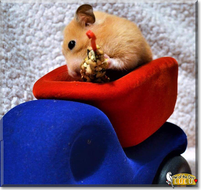 Lulu the Syrian Hamster, the Pet of the Day