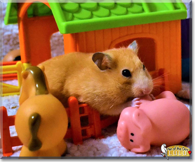 Lulu the Syrian Hamster, the Pet of the Day