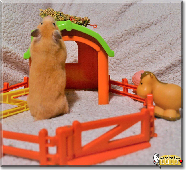 Lulu the Syrian Hamster, the Pet of the Day