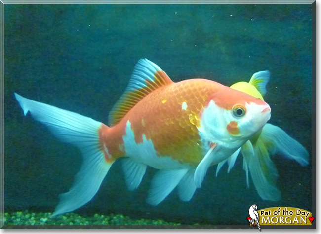 Morgan the Comet Goldfish, the Pet of the Day