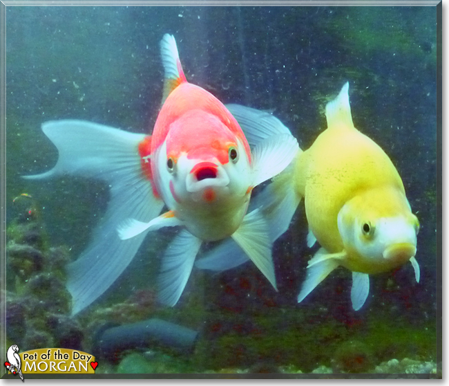 Morgan the Comet Goldfish, the Pet of the Day