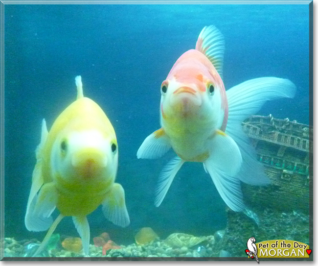 Morgan the Comet Goldfish, the Pet of the Day