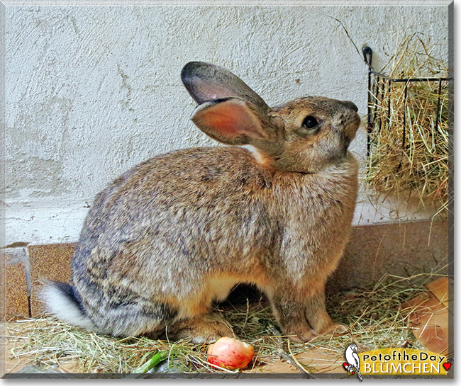 Blümchen the Rabbit, the Pet of the Day