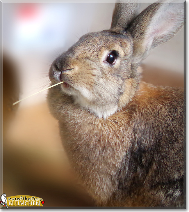 Blümchen the Rabbit, the Pet of the Day