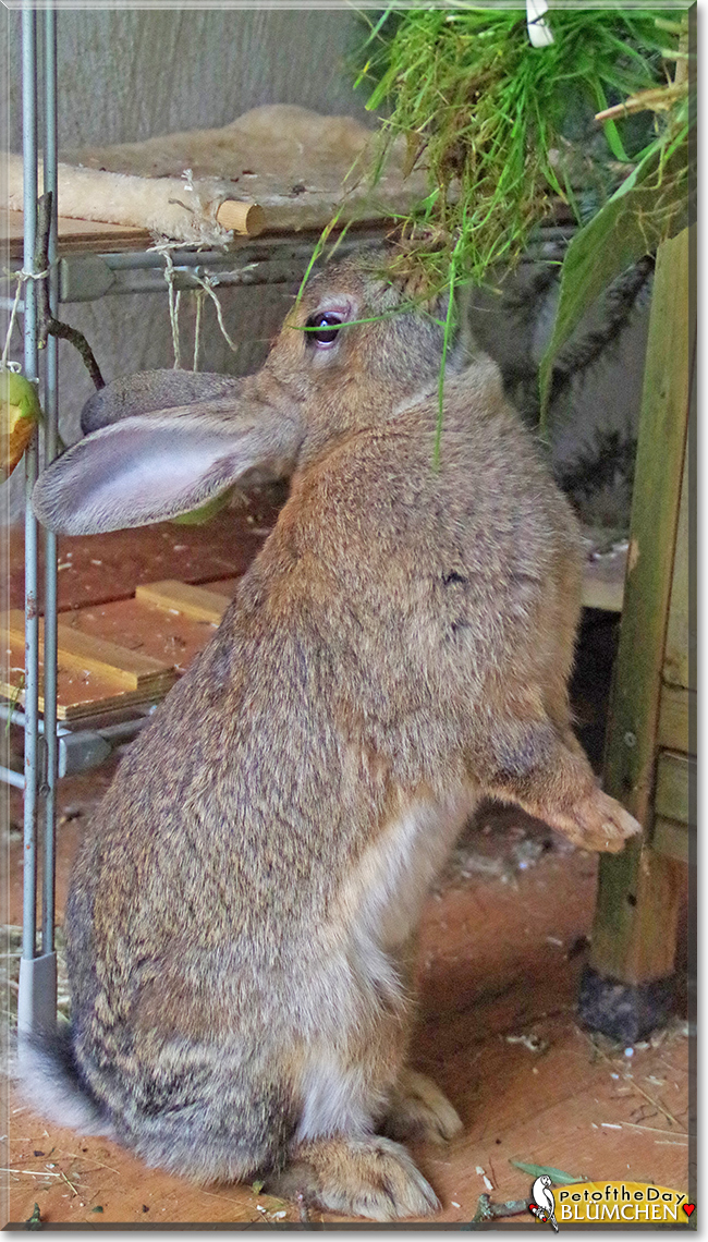 Blümchen the Rabbit, the Pet of the Day