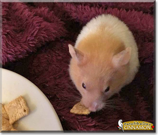 Cinnamon the Syrian Hamster, the Pet of the Day