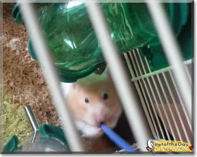 Cinnamon the Syrian Hamster, the Pet of the Day