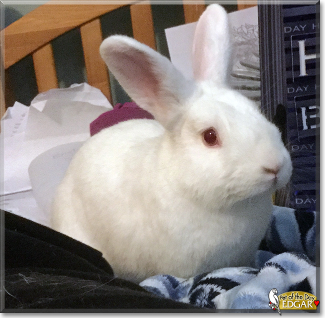 Edgar the Rabbit, the Pet of the Day