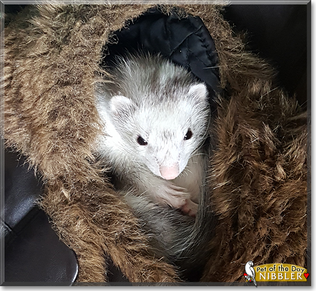 Nibbler the Ferret, the Pet of the Day