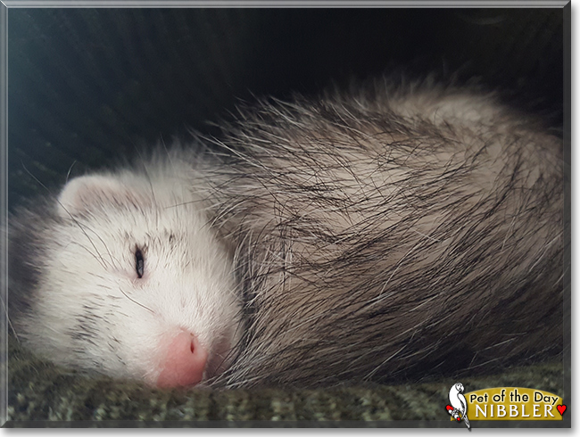 Nibbler the Ferret, the Pet of the Day