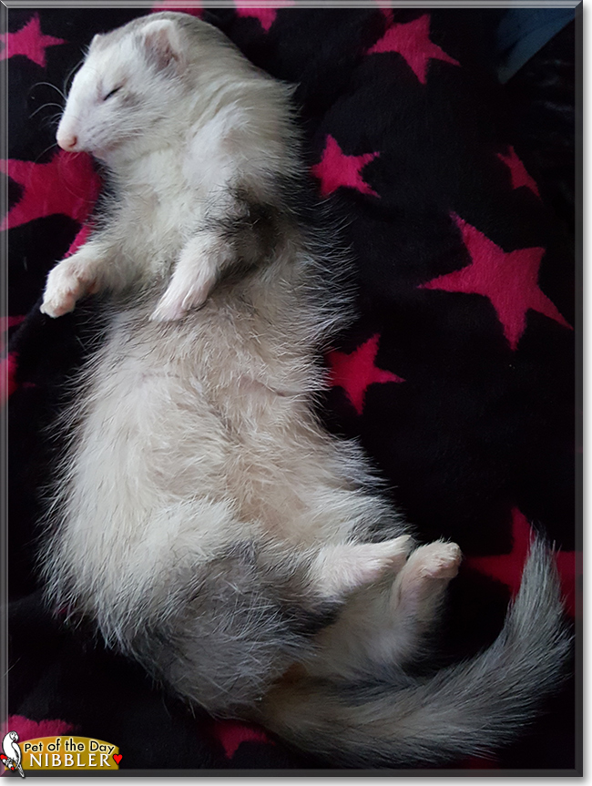 Nibbler the Ferret, the Pet of the Day