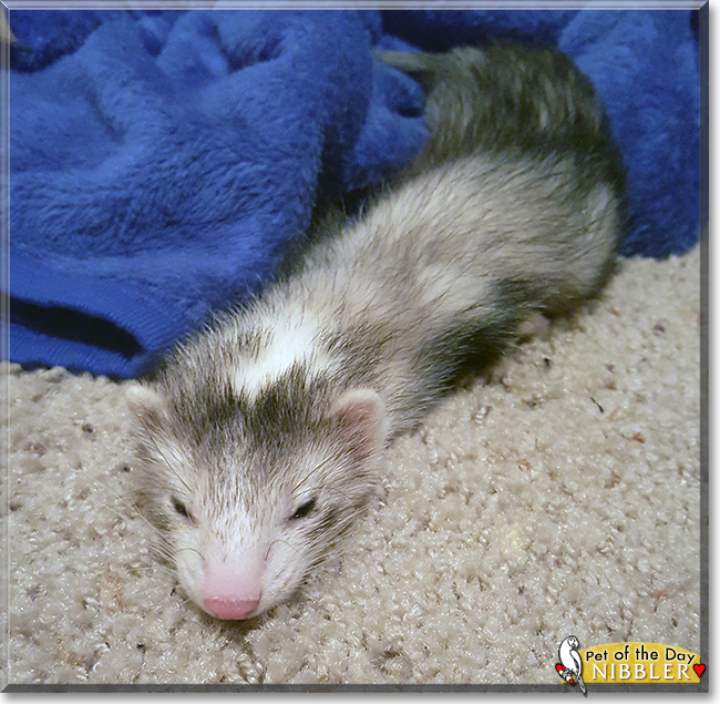 Nibbler the Ferret, the Pet of the Day