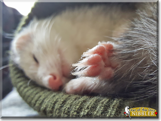 Nibbler the Ferret, the Pet of the Day