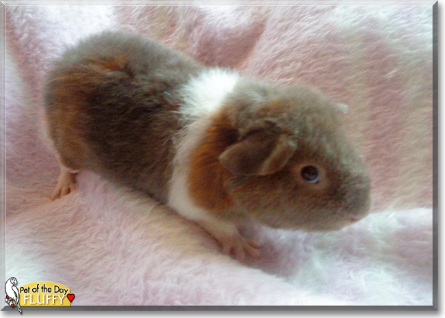 Fluffy the Teddy Guinea Pig, the Pet of the Day