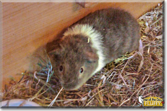 Fluffy the Teddy Guinea Pig, the Pet of the Day