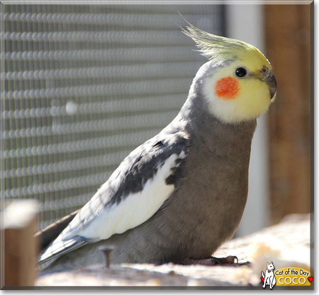 Coco the Cockatiel, the Pet of the Day