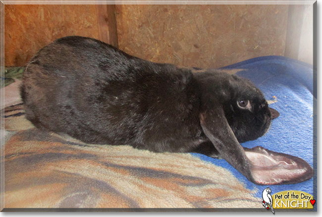 Knight the English Lop Rabbit, the Pet of the Day