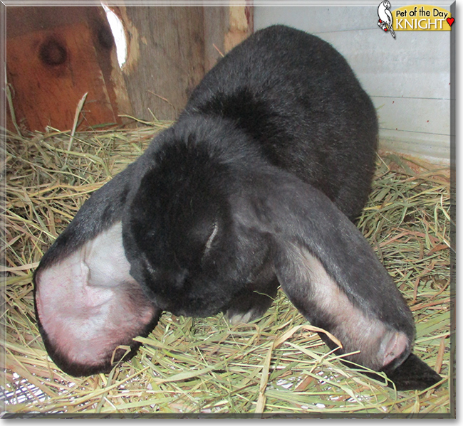 Knight the English Lop Rabbit, the Pet of the Day