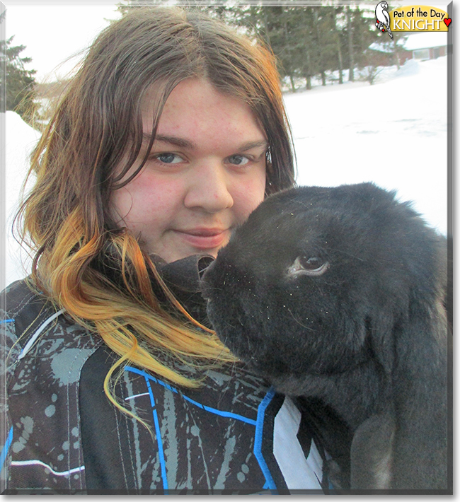 Knight the English Lop Rabbit, the Pet of the Day