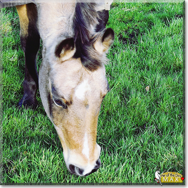 Max the German Riding Pony/Quarter-Horse mix, the Pet of the Day