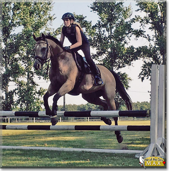 Max the German Riding Pony/Quarter-Horse mix, the Pet of the Day