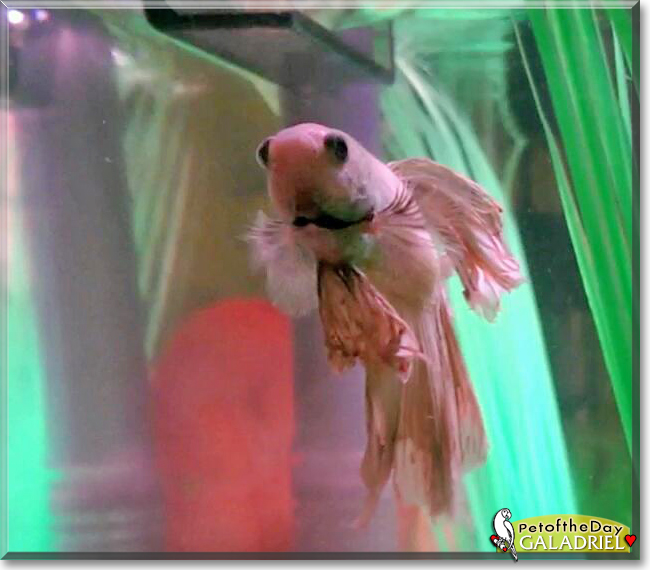 Galadriel the Halfmoon Betta Fish, the Pet of the Day