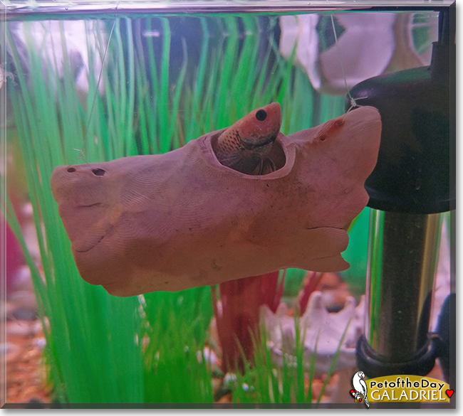 Galadriel the Halfmoon Betta Fish, the Pet of the Day