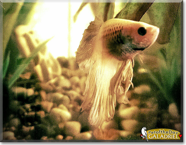 Galadriel the Halfmoon Betta Fish, the Pet of the Day