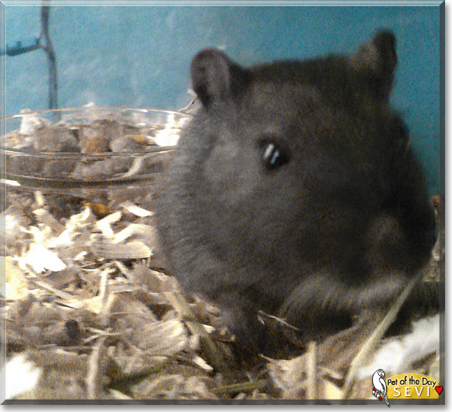 Sevi the Gerbil, the Pet of the Day