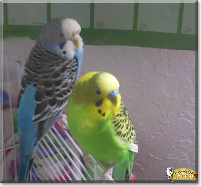 Jacob the Budgie, the Pet of the Day