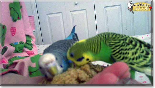 Jacob the Budgie, the Pet of the Day