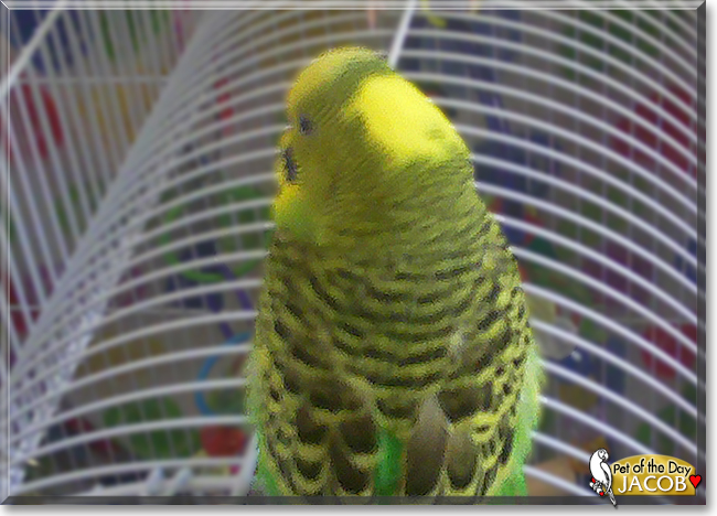 Jacob the Budgie, the Pet of the Day
