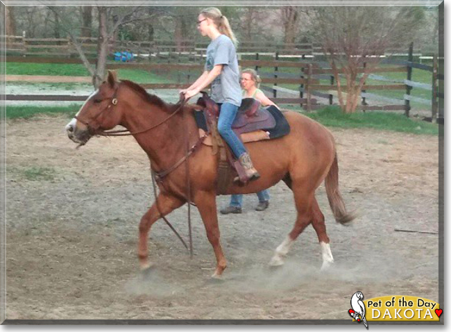 Dakota the Quarter Horse, the Pet of the Day