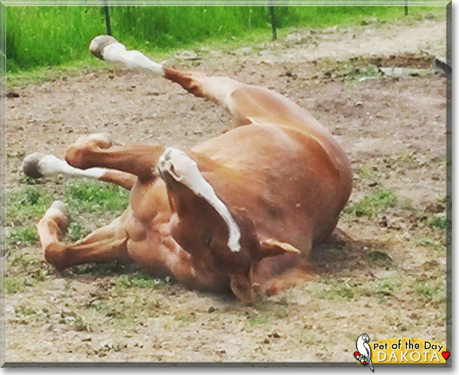 Dakota the Quarter Horse, the Pet of the Day