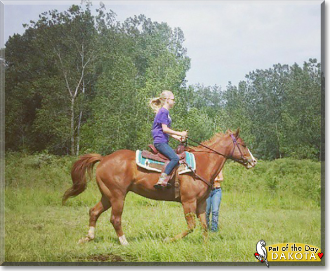 Dakota the Quarter Horse, the Pet of the Day