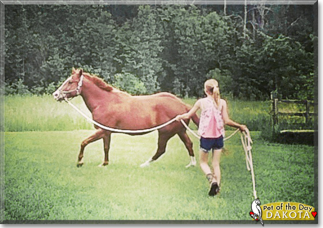 Dakota the Quarter Horse, the Pet of the Day